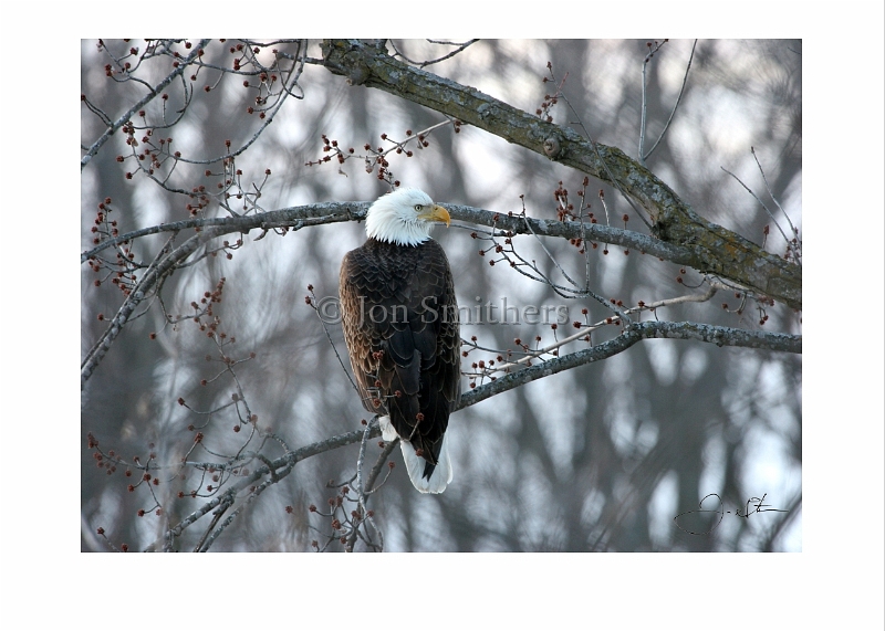 030105_2989 Eagle in the Ash Tree.jpg